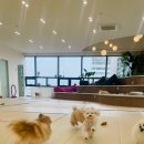 멍쓰홀릭 | 🐶 안산 애견 유치원 ‘멍쓰홀릭’ 다녀온 솔직 후기!강아지 사회성이 좋아지는 곳, 직접 경험해봤어요!