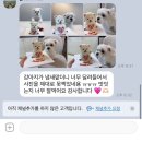 댕모아 | 부산 강아지 케이크 : 댕댕바게트 내돈내산 후기