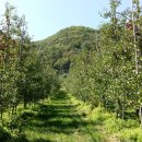 잭과 사과나무 이미지