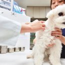 펫코노미 이미지