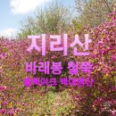 ◆ 지리산 바래봉 철쭉 개화시기 및 블랙야크 명산100 맛있는 산행