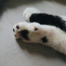 고양이발바닥 이미지