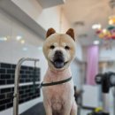 부산애견미용 이미지