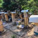 [축산신문] ＜현장 탐방＞ 경남 산청 지리산 토종벌 ‘바우농장' 이미지