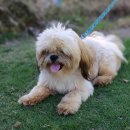 부신메디칼 | 해운대강아지병원, 배가 빵빵하고 털이 빠진다면? 강아지 쿠싱증후군 초기 신호