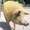 노티농장 이미지