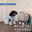 제주 가성비 독채 숙소 추천｜반려견 동반 가능, 마당 있는 가성비 최고 숙소 ✨