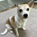 멍&냥 | 반려견 피부에 좋은 멍&amp;냥 솝 천연비누로 목욕하기