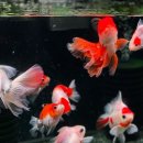 오렌지세탁소 이미지