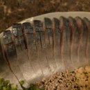 시메사바 순 | 봉천역 술집 분위기 좋은 안주 맛집 빙고선술집 본점