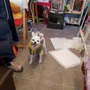 도그맘애견 이미지