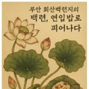 무안 회산백련지의 백련, 연잎밥으로 피어나다