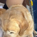 올리버 스테이 이미지