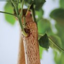 행복나무 이미지