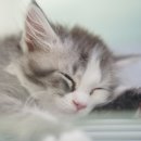 대구고양이분양 도로시펫 이미지