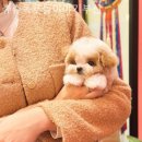 츄츄독 푸들이야기 부산 강아지분양 네이버블로그