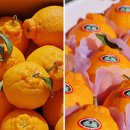 영숙농산물 이미지