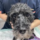 GS25부천원미초점 이미지