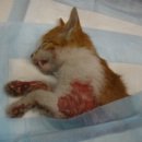 신석초교 이미지