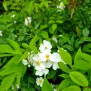 방성4리 이미지