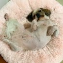 coco puppy 이미지