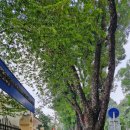 광장 앞(기존 보관대 옆) | [베트남 하노이] 호치민묘소와 바딘 광장 그리고 한기둥 사원(일주사)