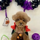 화사하개 이미지