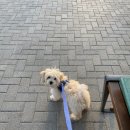 우신펫샵 이미지