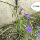 뜰에봄꽃집 이미지