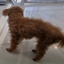한양동물병원 | [송파 한양동물병원] 반려견 고관절탈구수술 대퇴골두절제술을 받은 고객님 후기