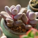 통통이네 이미지