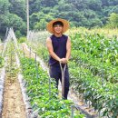 안씨농방 - 남양주시 금강로928번길 4 | 촌스러운데 끌린다...국내 1호 '농튜버'를 아시나요?