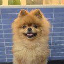 더 귀엽개 이미지