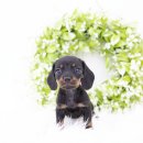 대명동 강아지 이미지