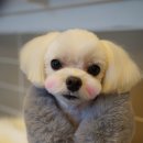 블루밍독 이미지