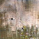 계곡수채화 이미지