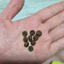 한국사료 | "토우(TOW) 고양이 오리지널, 프레이" 사료 후기