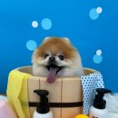 모여라 애견미용 이미지