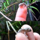 카멜레온 이미지