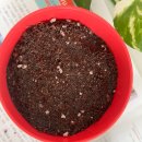 시점 | 다이소 방울토마토 키우기 씨앗 새싹 발아 화분 분갈이 시점 후기