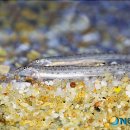 화천 황쏘가리 서식지 이미지