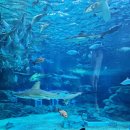 아쿠아리움 이미지