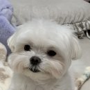 펫오브더데이