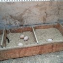 자연부화장 이미지