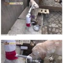 동물농장 이미지