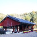 보석사   은행나무 이미지