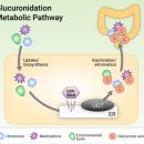 건강식품연구원 이미지
