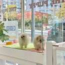 합천 일번지 켄넬 이미지