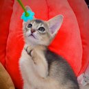 익산원펫 이미지