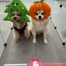 돌봐줄개 이미지